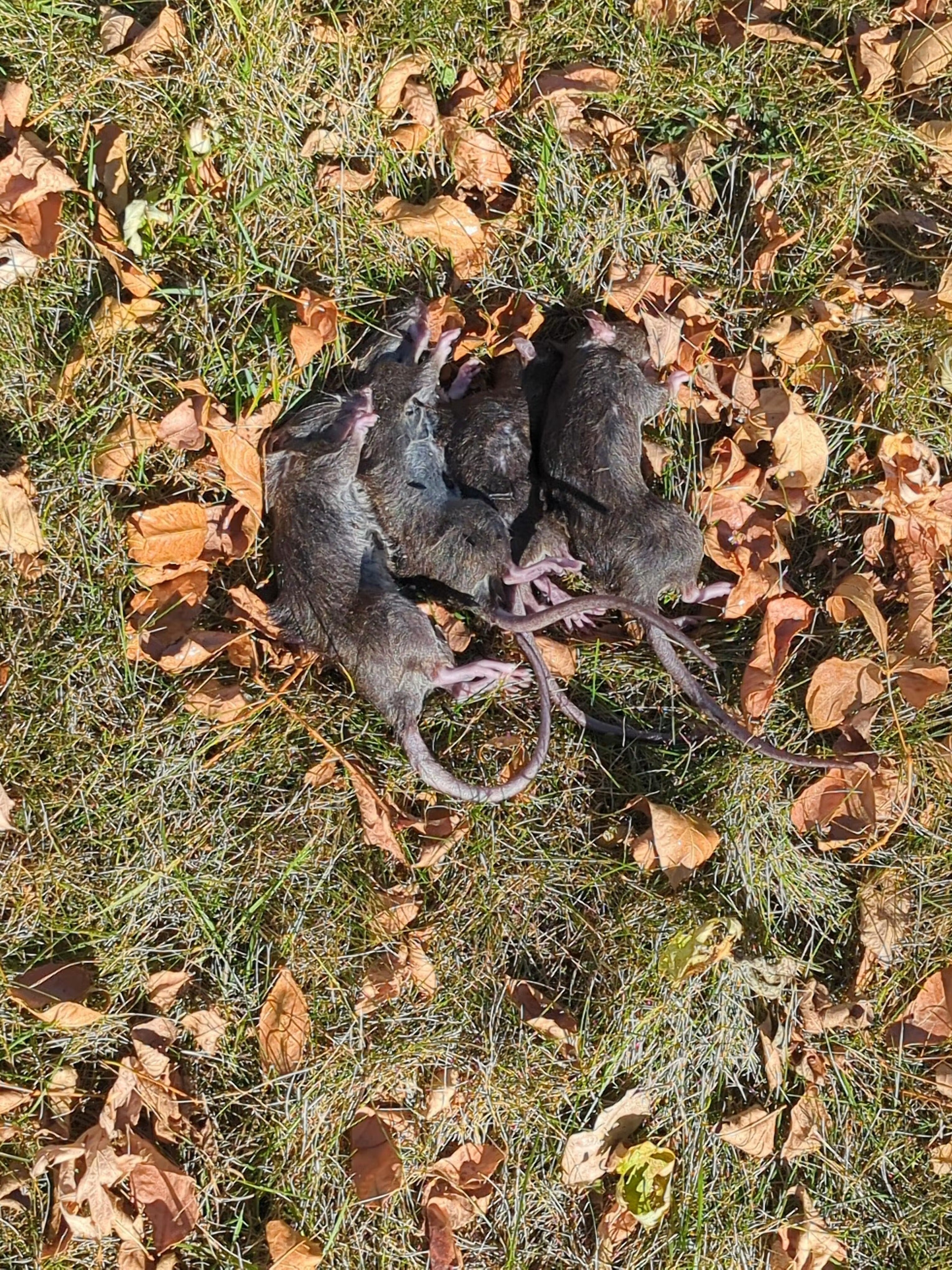 Bucket Lid Rodent Trap for Rats & Squirrels
