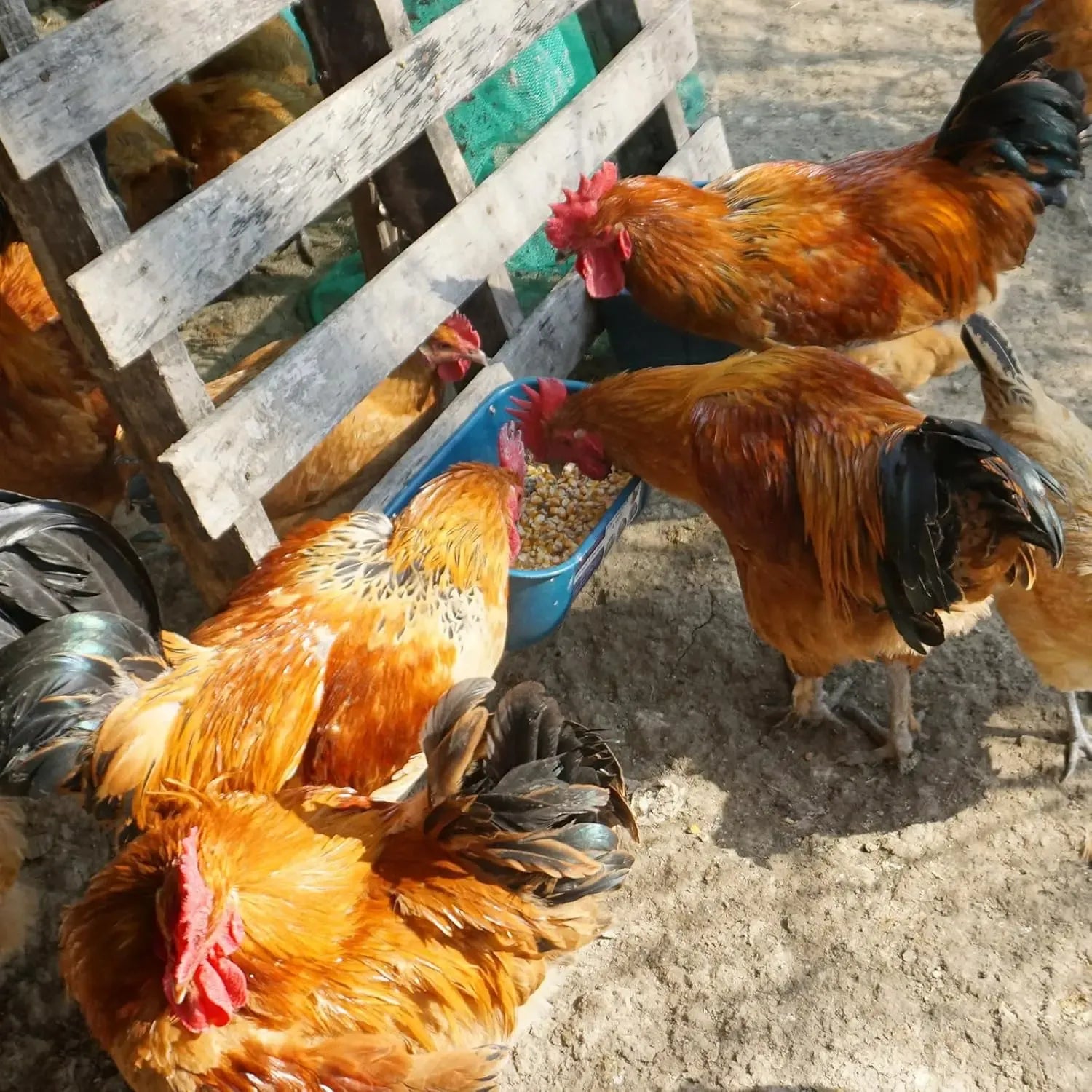 4 Pack Livestock Feeder & Waterer