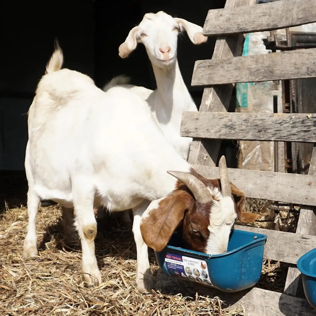 4 Pack Livestock Feeder & Waterer