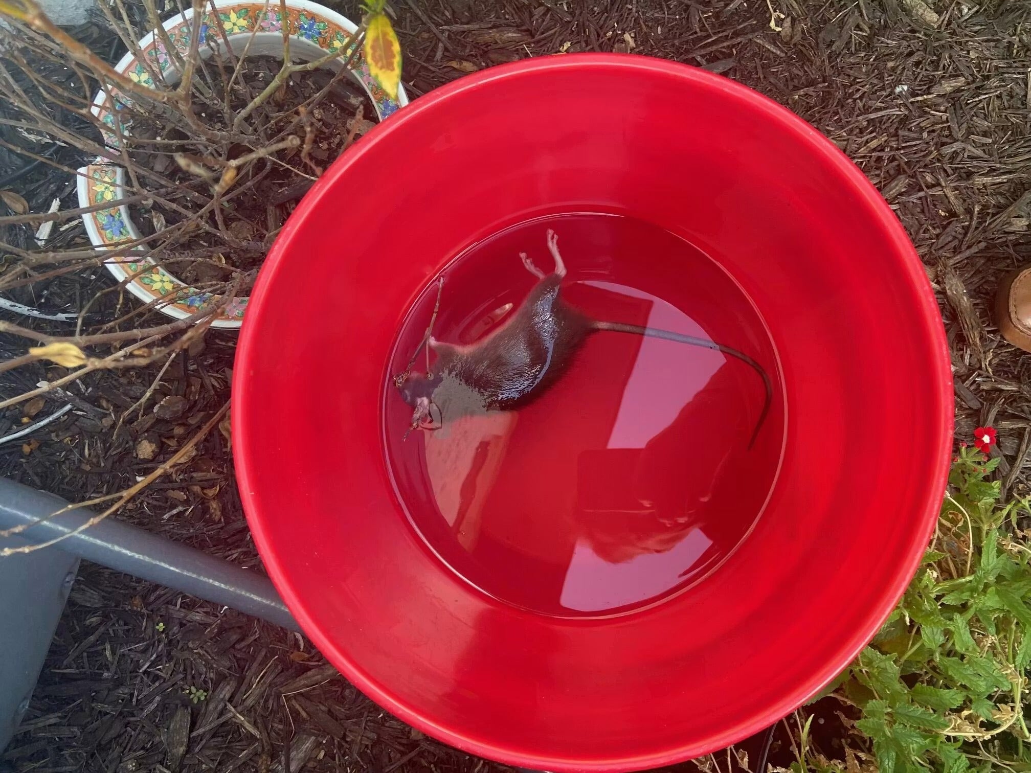 Bucket Lid Rodent Trap for Rats & Squirrels