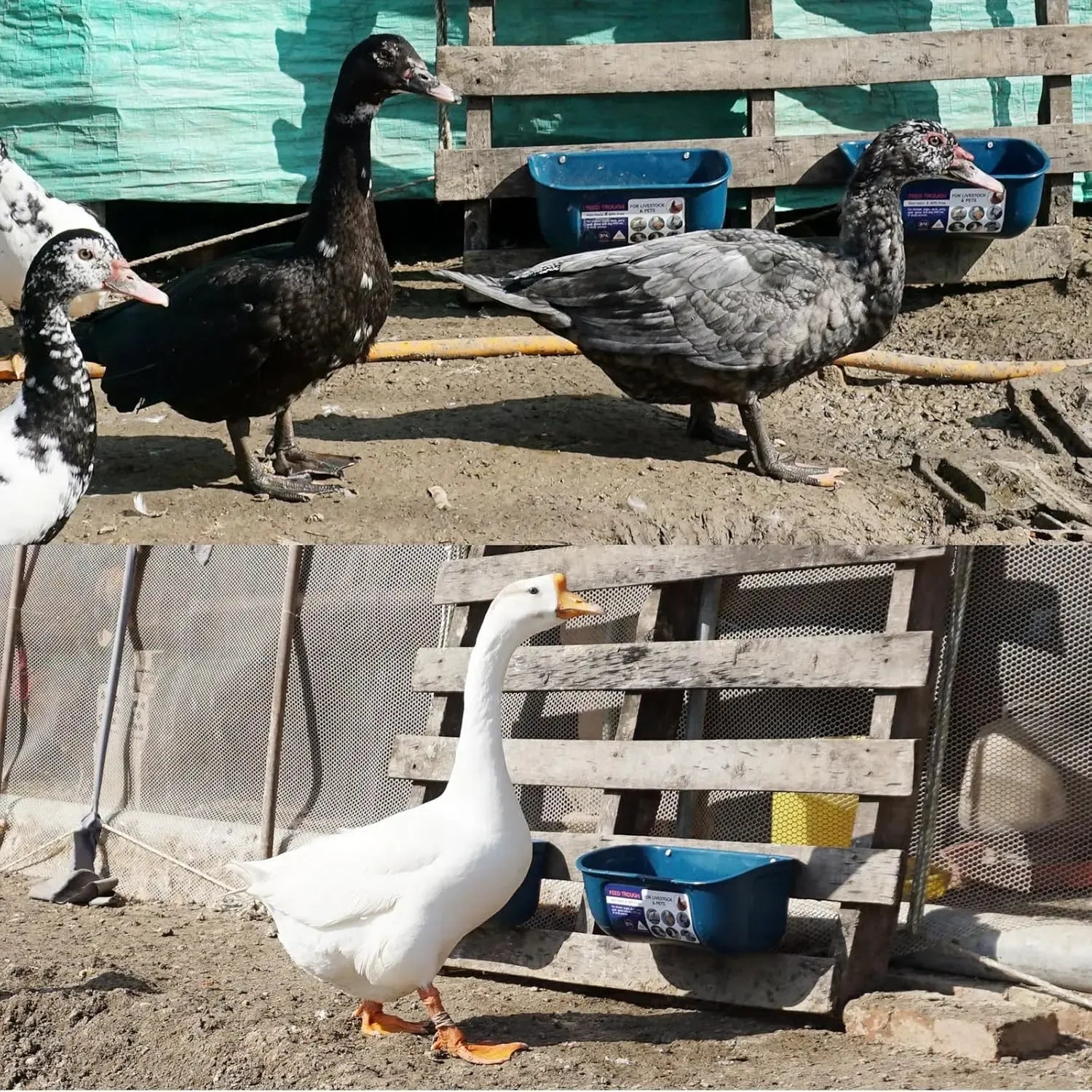 4 Pack Livestock Feeder & Waterer