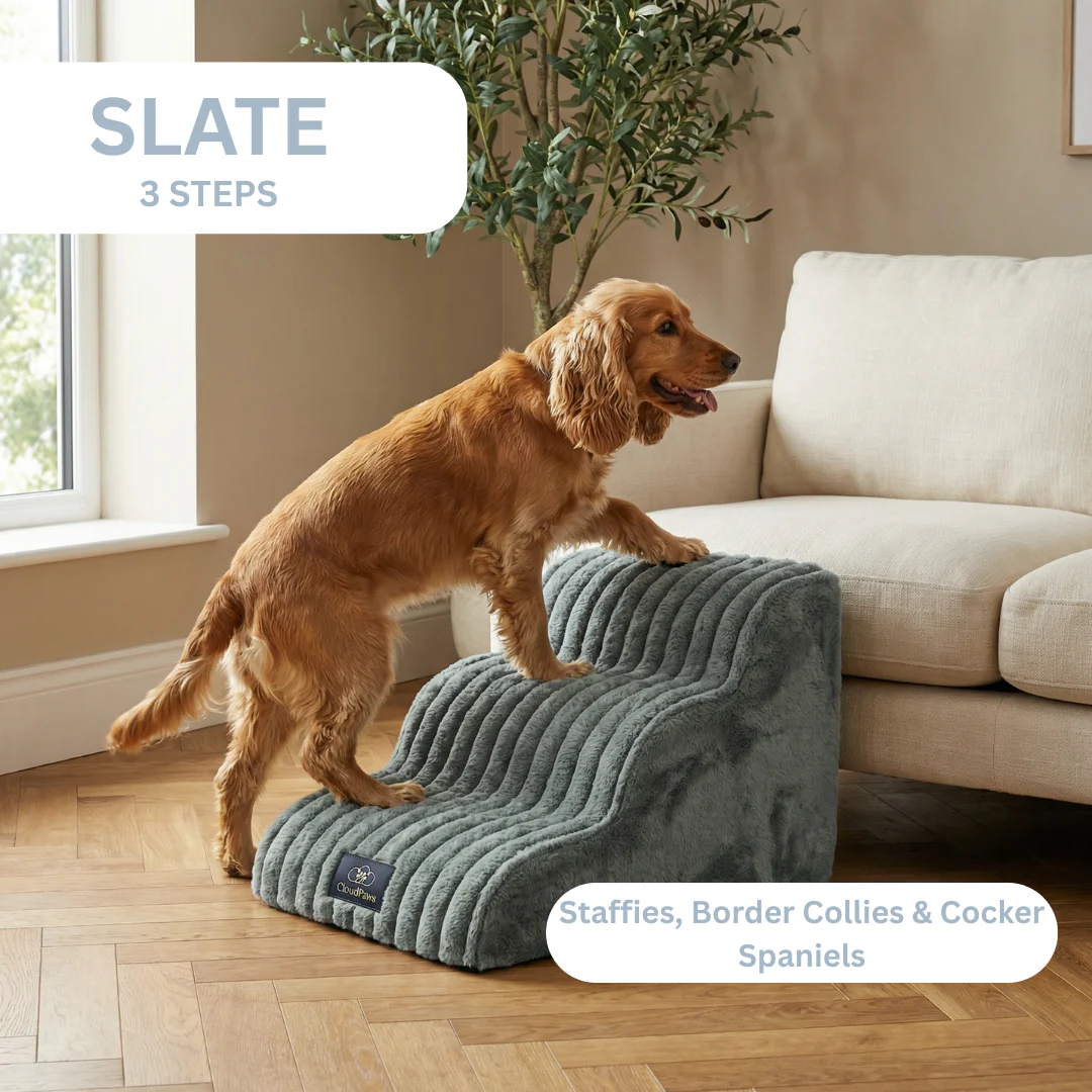 Pet Sofa 🐕