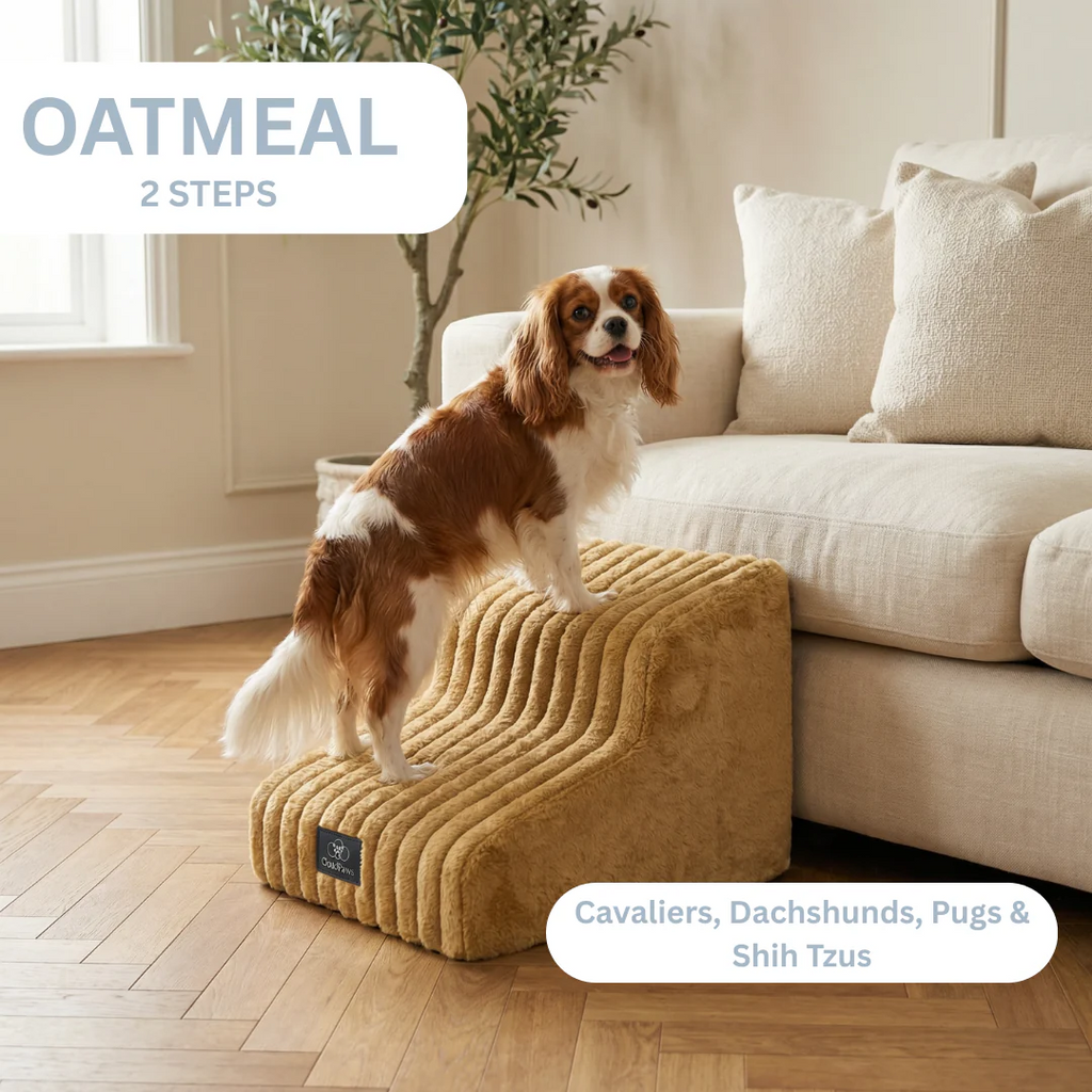 Pet Sofa 🐕