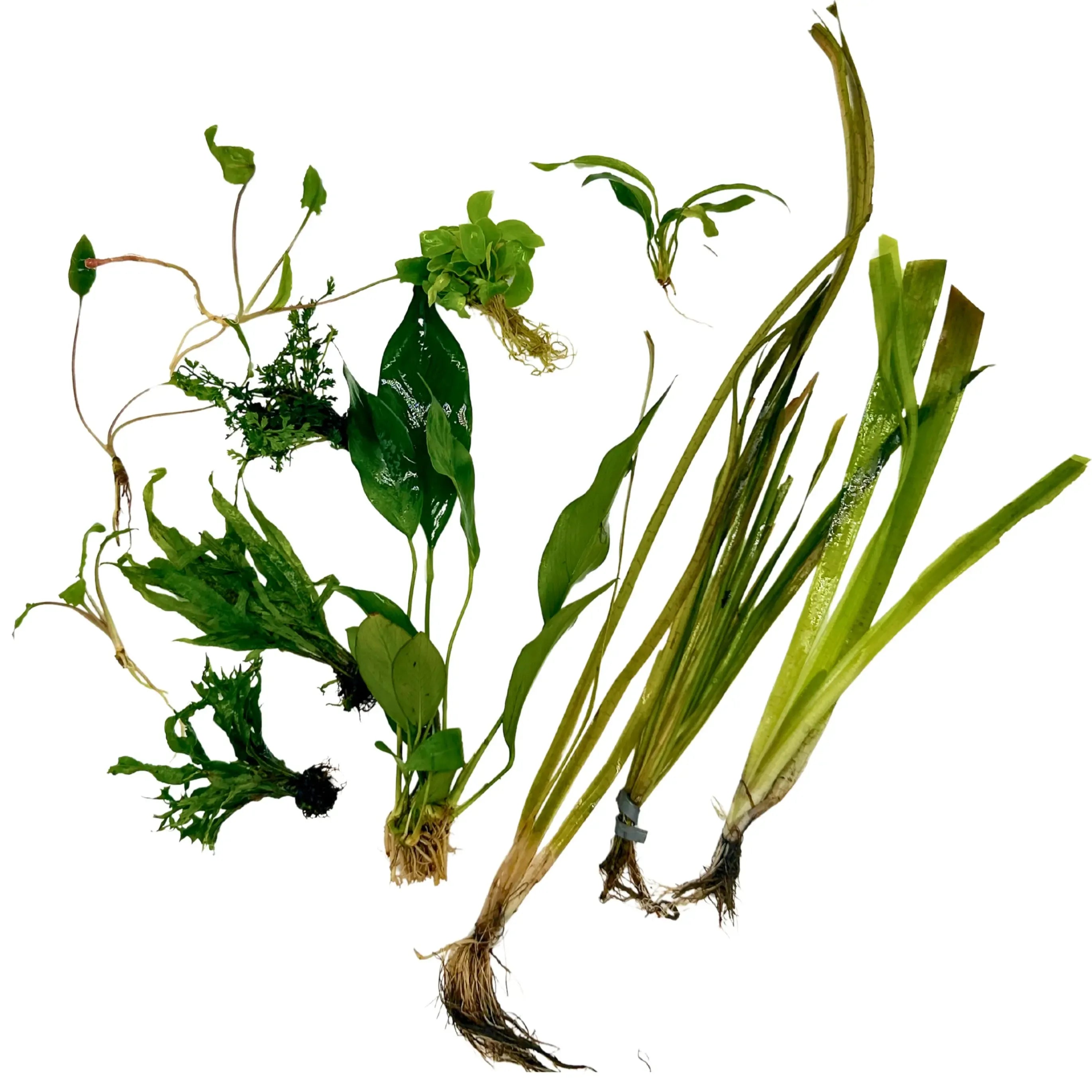 Beginner Betta Tank Plants Set