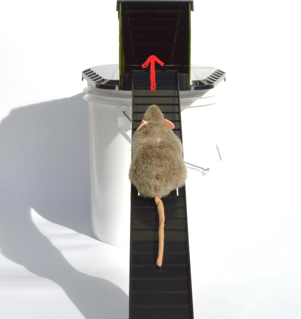 Bucket Lid Rodent Trap for Rats & Squirrels