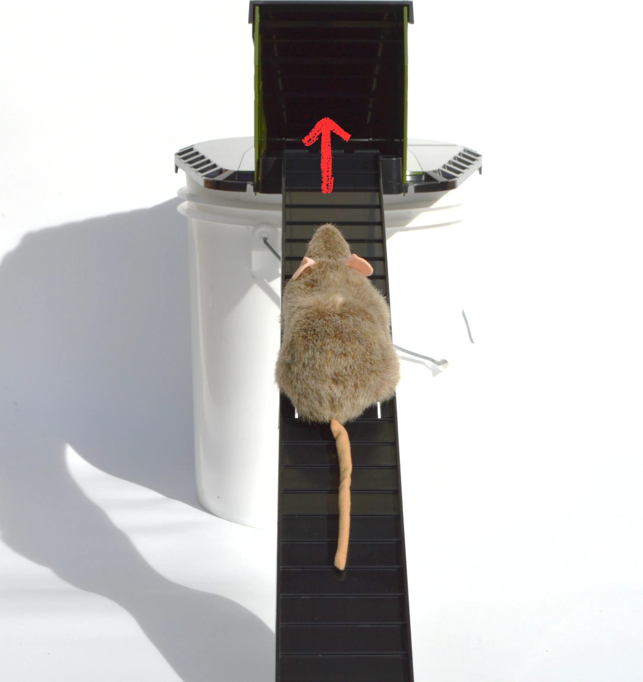 Bucket Lid Rodent Trap for Rats & Squirrels