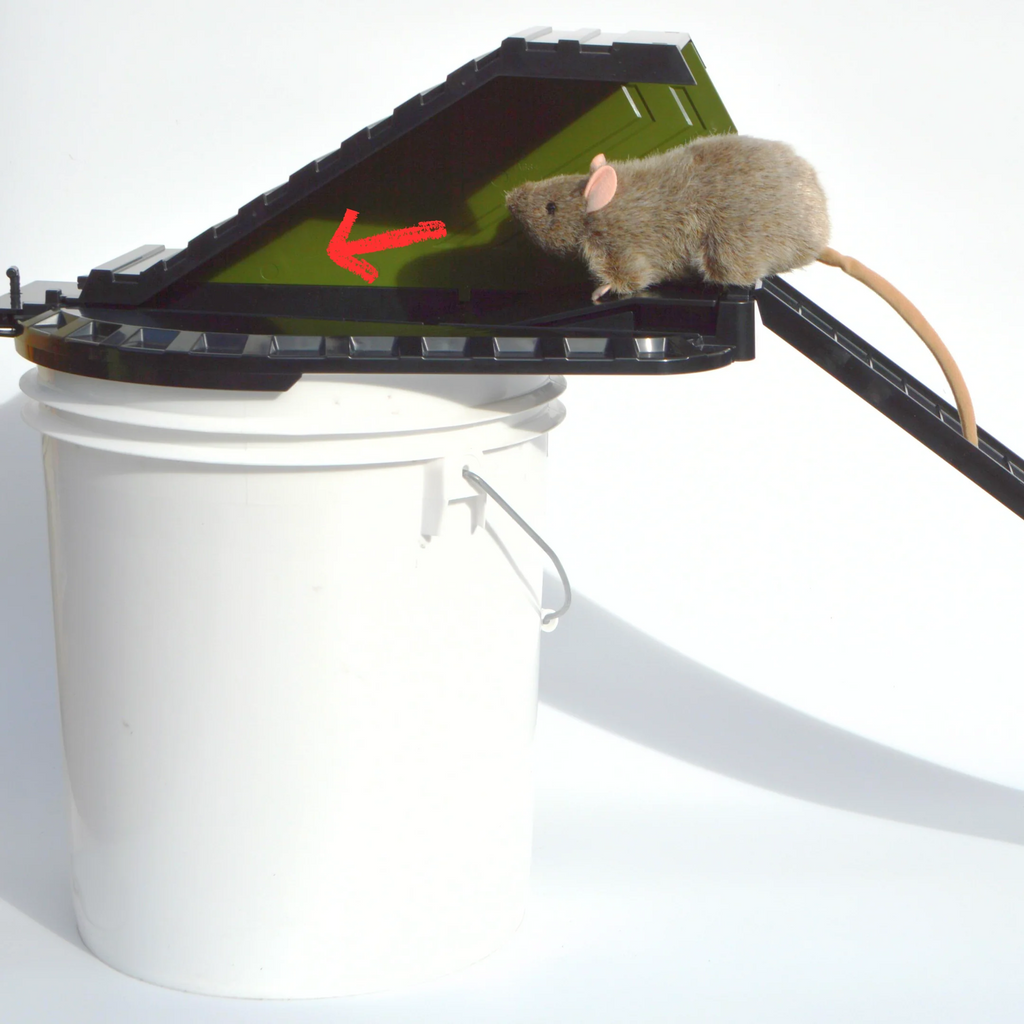 Bucket Lid Rodent Trap for Rats & Squirrels
